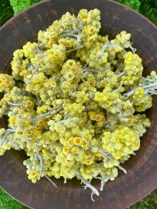 Безсмертник, бессмертник, цмин, жовтяниця, котячі лапки, золотуха