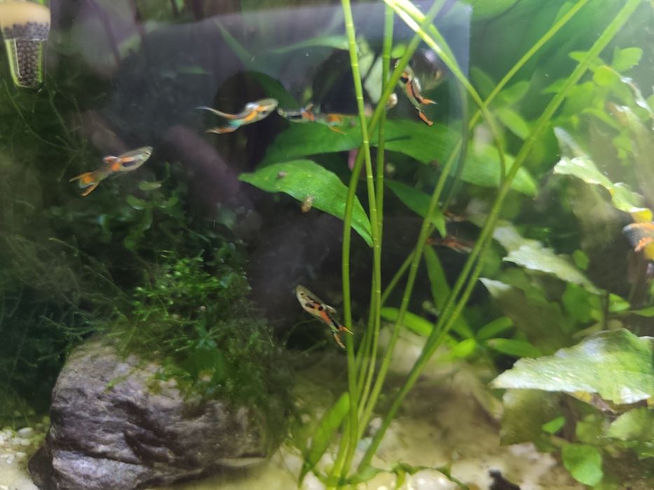 Gupik Endlera sprzedam