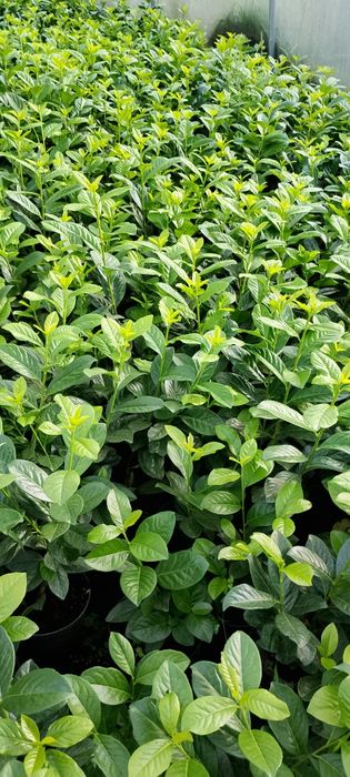 Laurowiśnia novita 15 zł ł