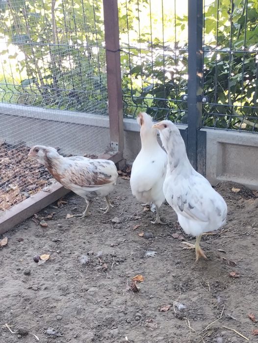 Same Kury/Kura Araucana. Araucany bezogoniaste.