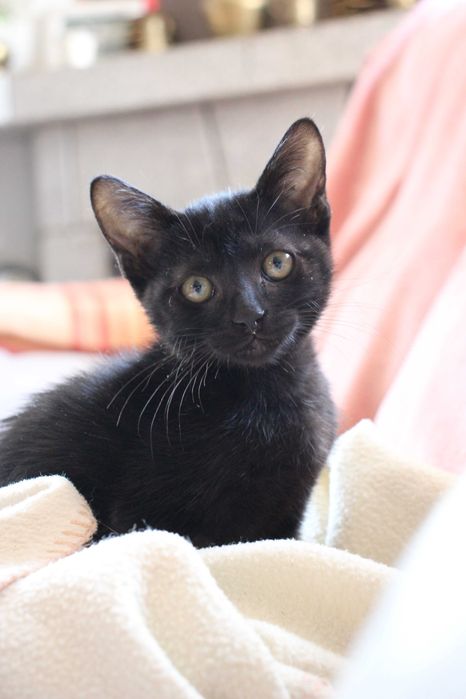 FÊMEA | Gatinha muito amorosa disponível para adoção muito responsável