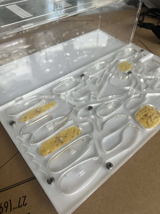 формікарій для мурах