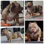 American bully pocket Top Bloodline Quality