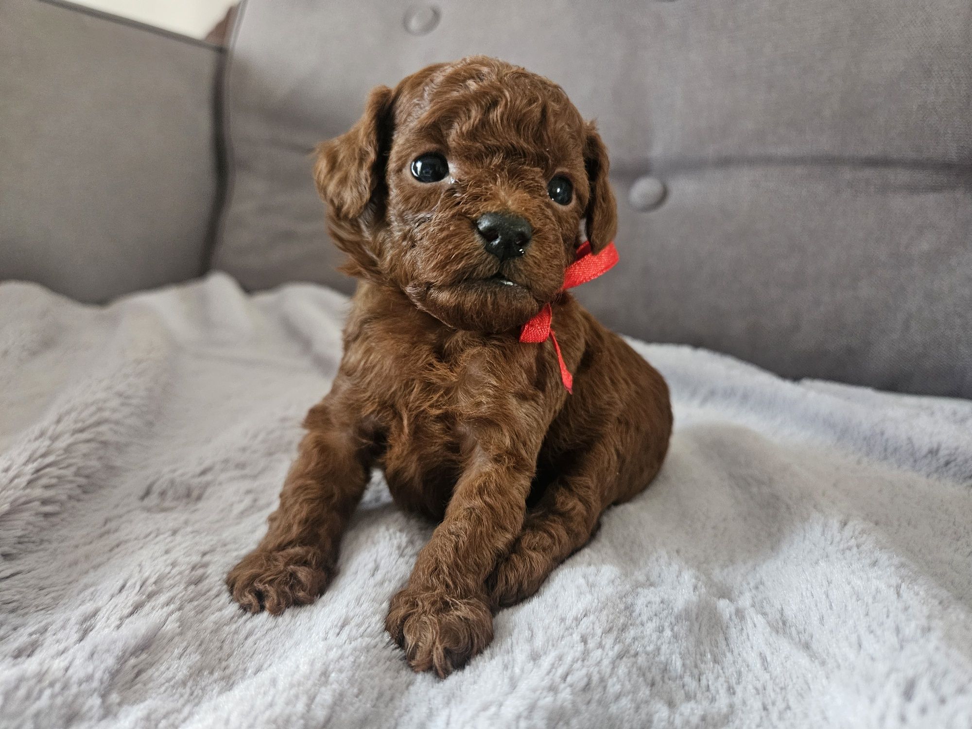 Pudel Toy Red Brown.
