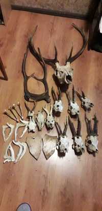 Poroża jelenia, kozła, wraz z czaszką - kolekcja