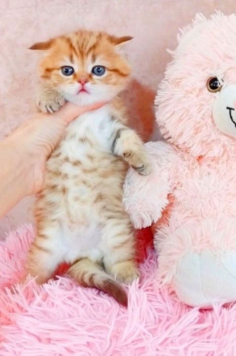 Лялькова дівчинка красунечка чекає на свою сім'ю