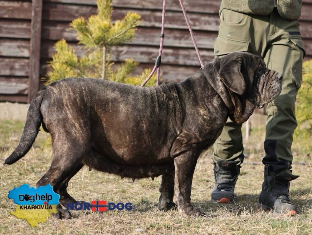 Мастиф неаполітано шукає родину (дівчинка)