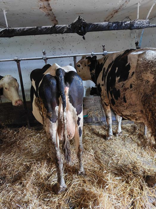 Jałówki wysokocielne rasy ho