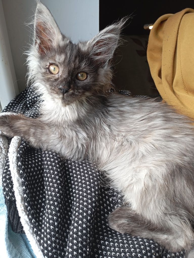 Maine coon kocica gotowa do odbioru