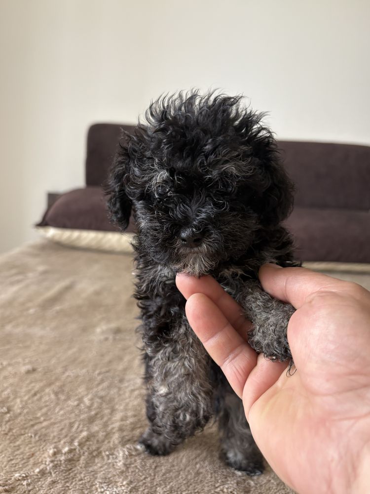 Maltipoo z pieknym wlosem