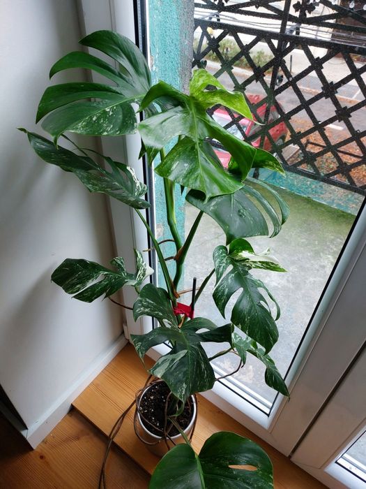 Monstera Albo w glinianej doniczce.