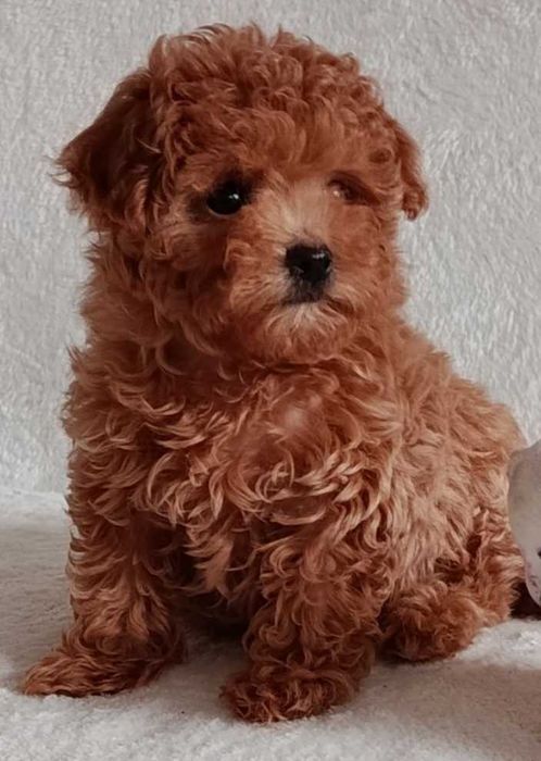 Девочка мальтипу. Мини формат.