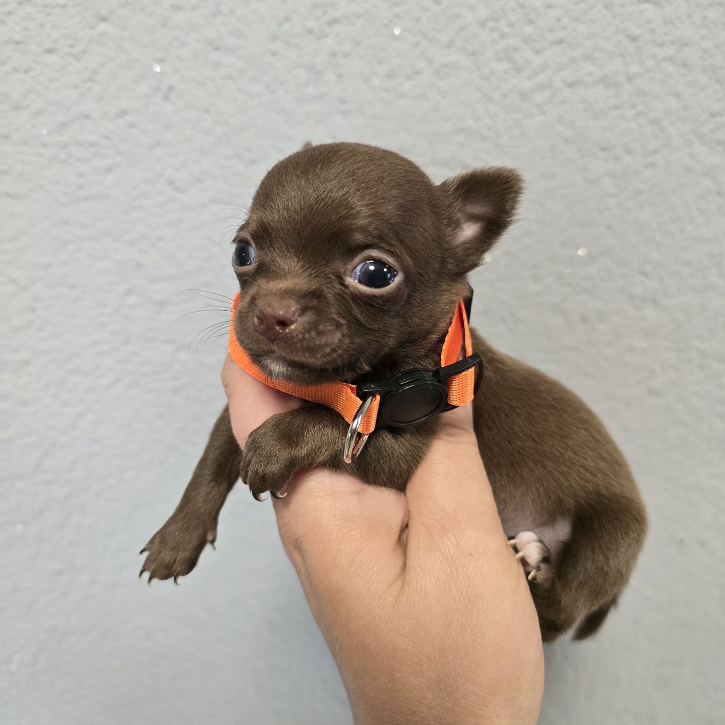 Chihuahua samiec choco czekoladowy