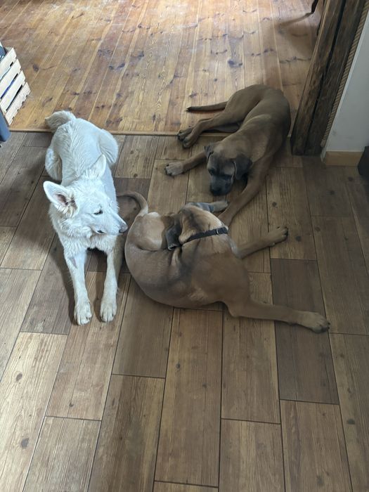 Zaginiona zagineła suczka biała owczarka szwajcarskiego