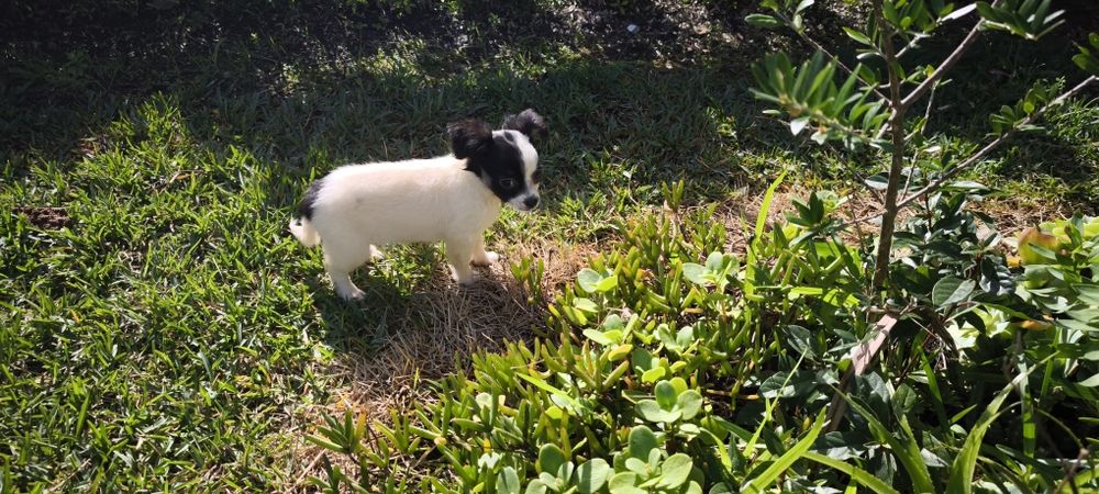 Chihuahua disponível para entrega imediata