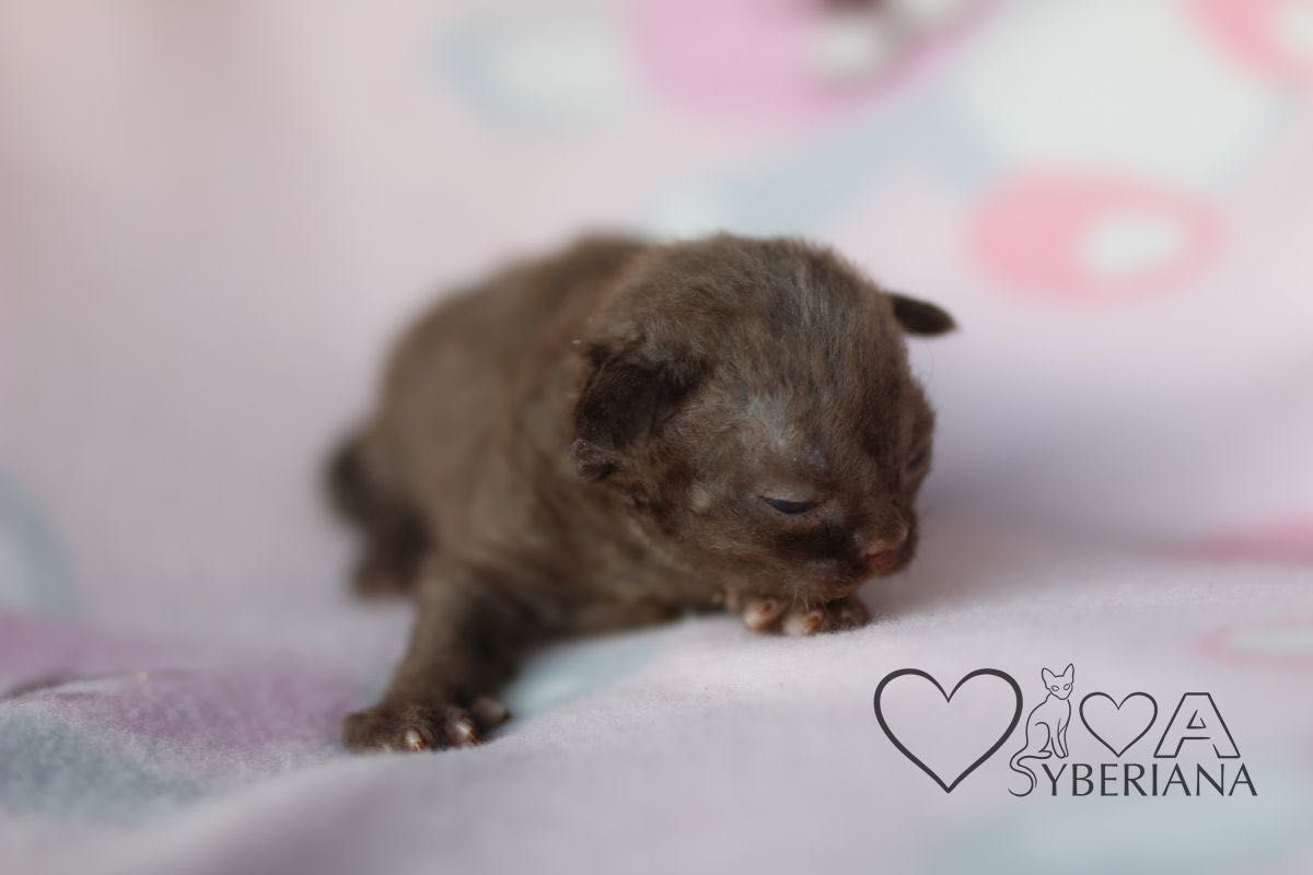 Czekoladowy kocurek Devon rex