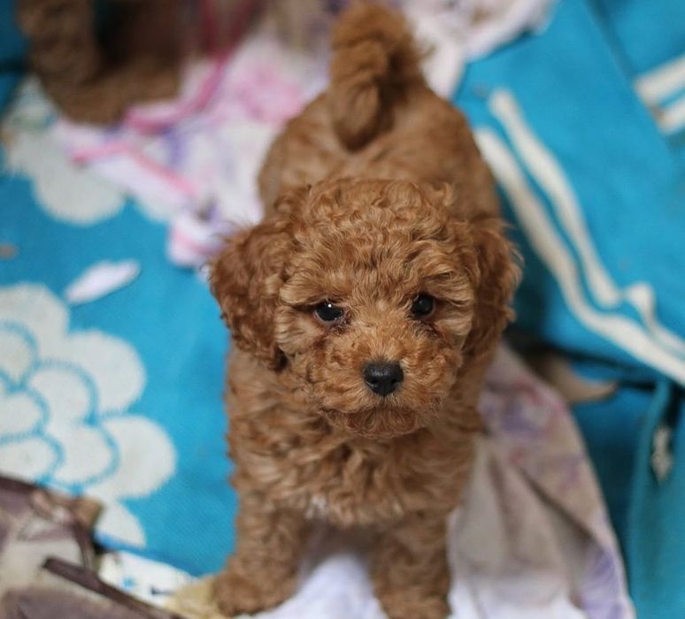 Малиш . той пудель '