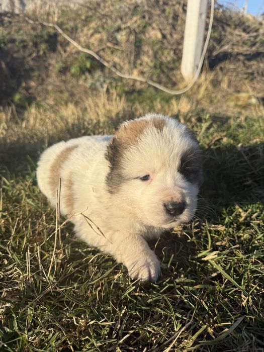 Цуценята алабая\середньоазіатська вівчарка