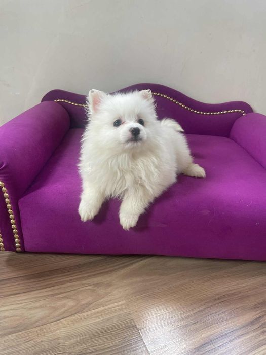 Szpic miniaturowy Pomeranian suczka gotowa do odbioru