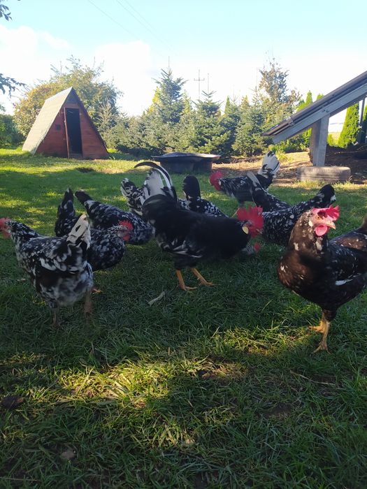NOWOSC! Jaja  Leghorn Exchequer