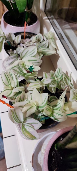 Продам свої кімнатні рослини.