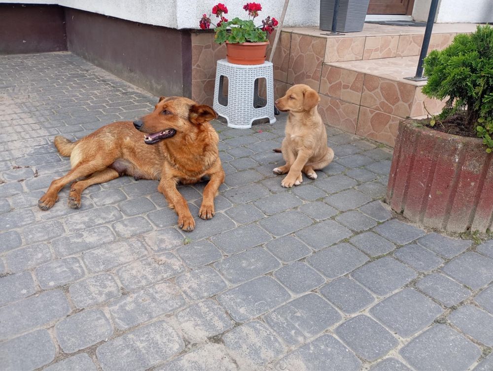 Oddam pieski po dobrej suczce