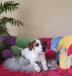 Jack Russell Terrier