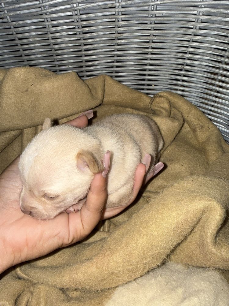 Chihuahua  macho pelo curto
