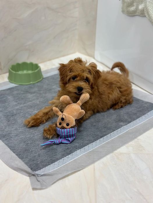 Цуценята мальтіпу продаж. Мальтипу лялькові дітки