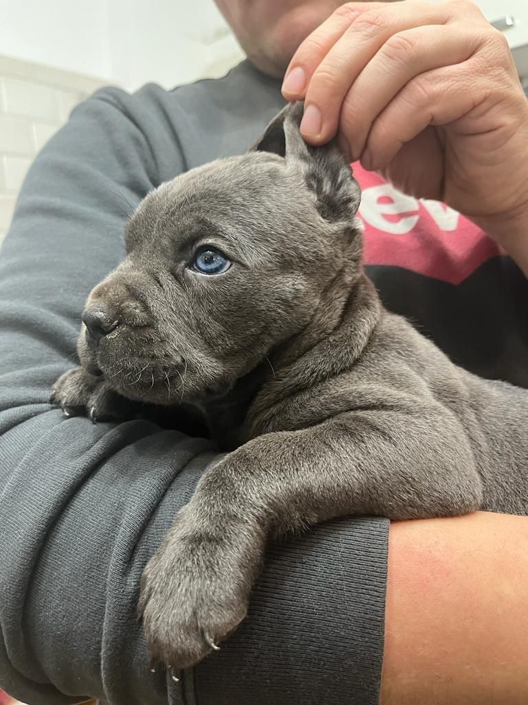 Cane Corso mocny pies