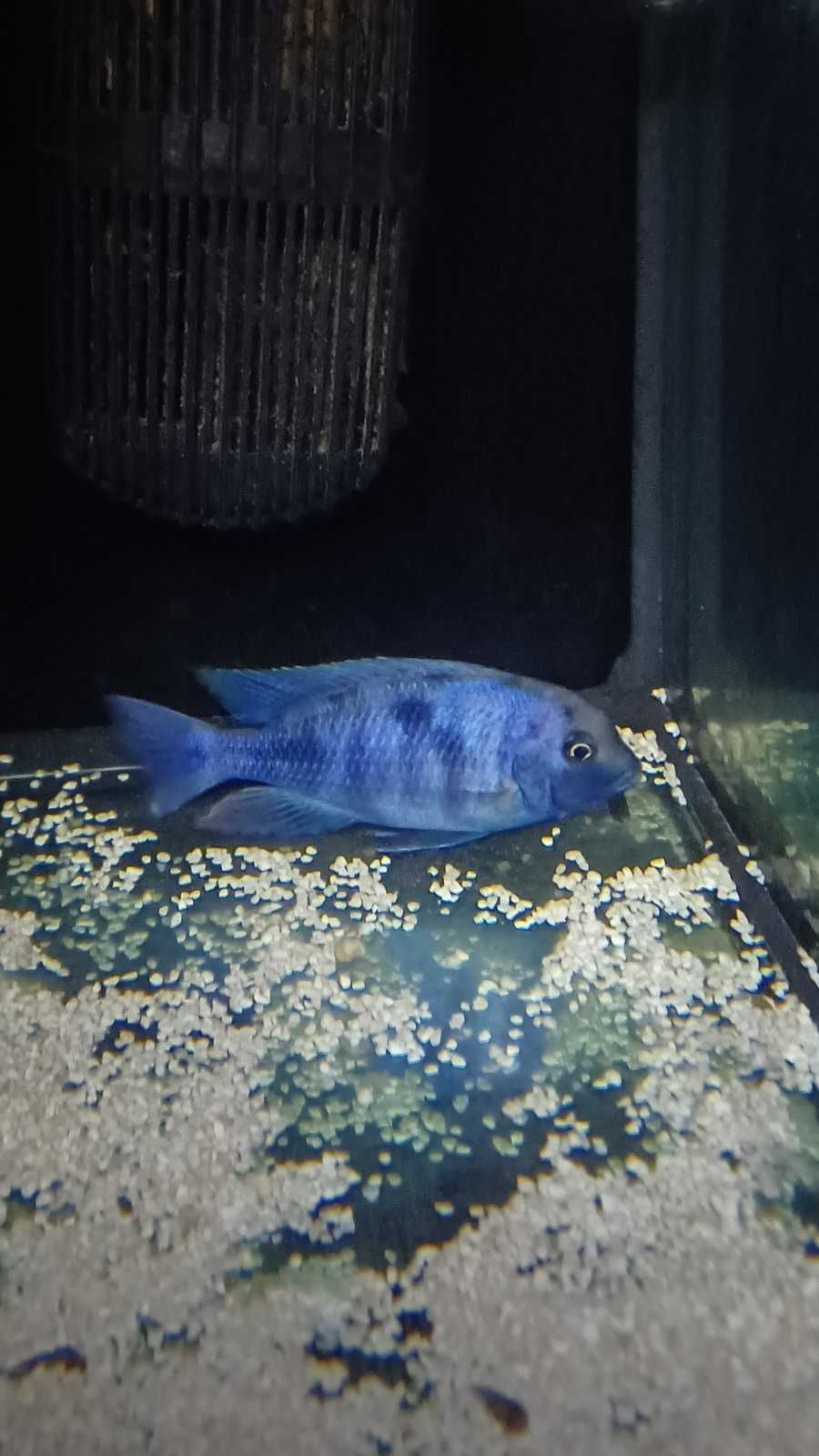 Cicllidios africanos - Cyrtocara Moorii (Blue Golfinho)