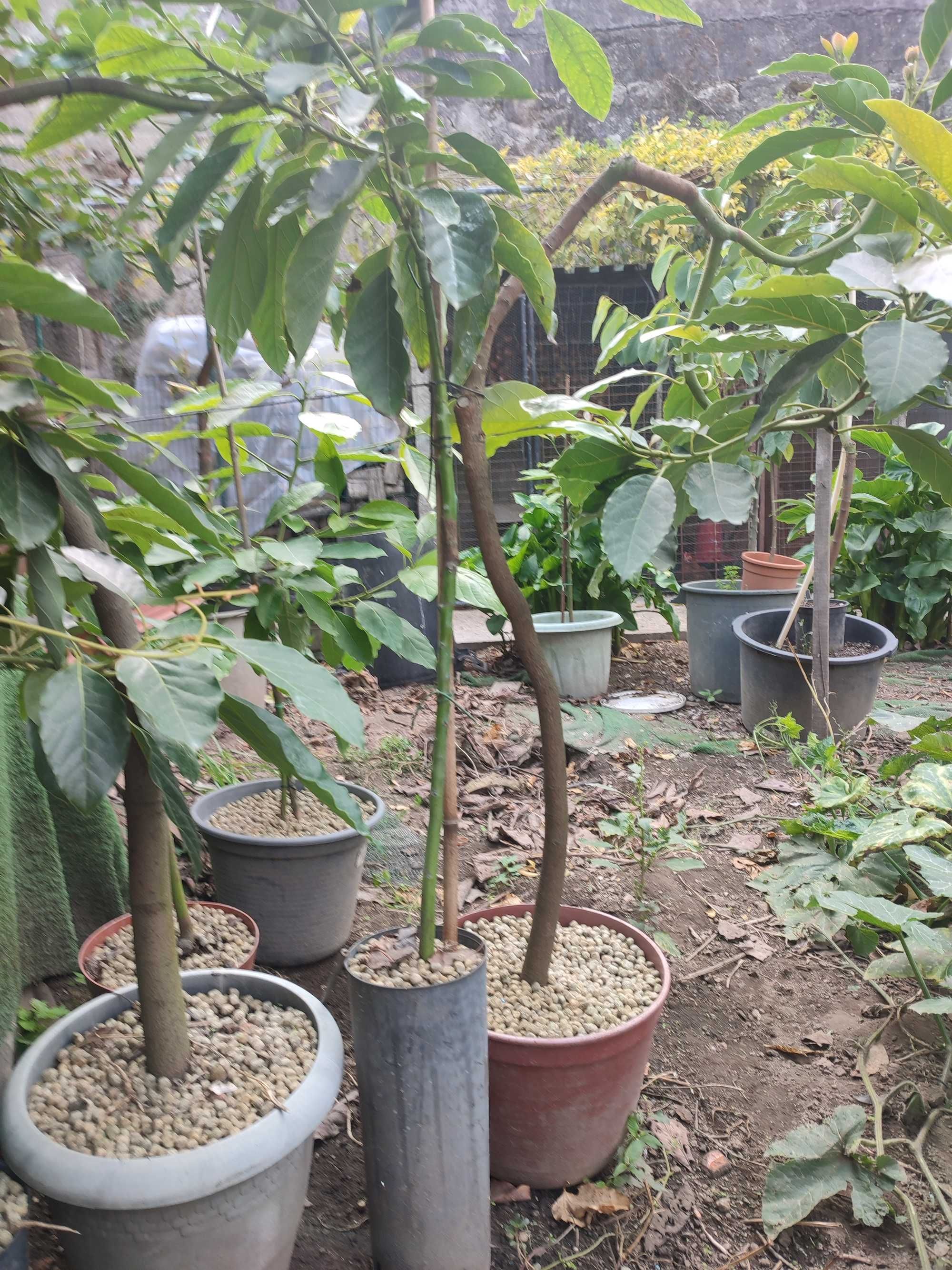 Abacateiros  Enxertados