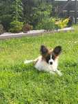 Spaniel Kontynentalny Miniaturowy Papillon