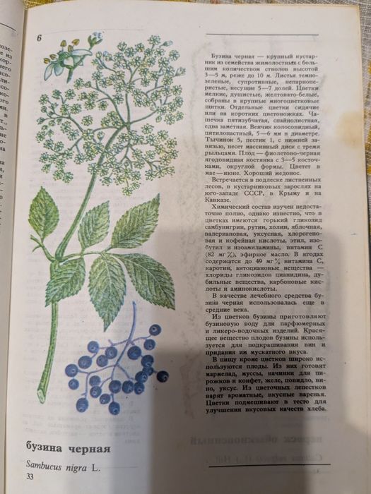 А.К. Кощеев Дикорастущие съедобные растения в нашем питании