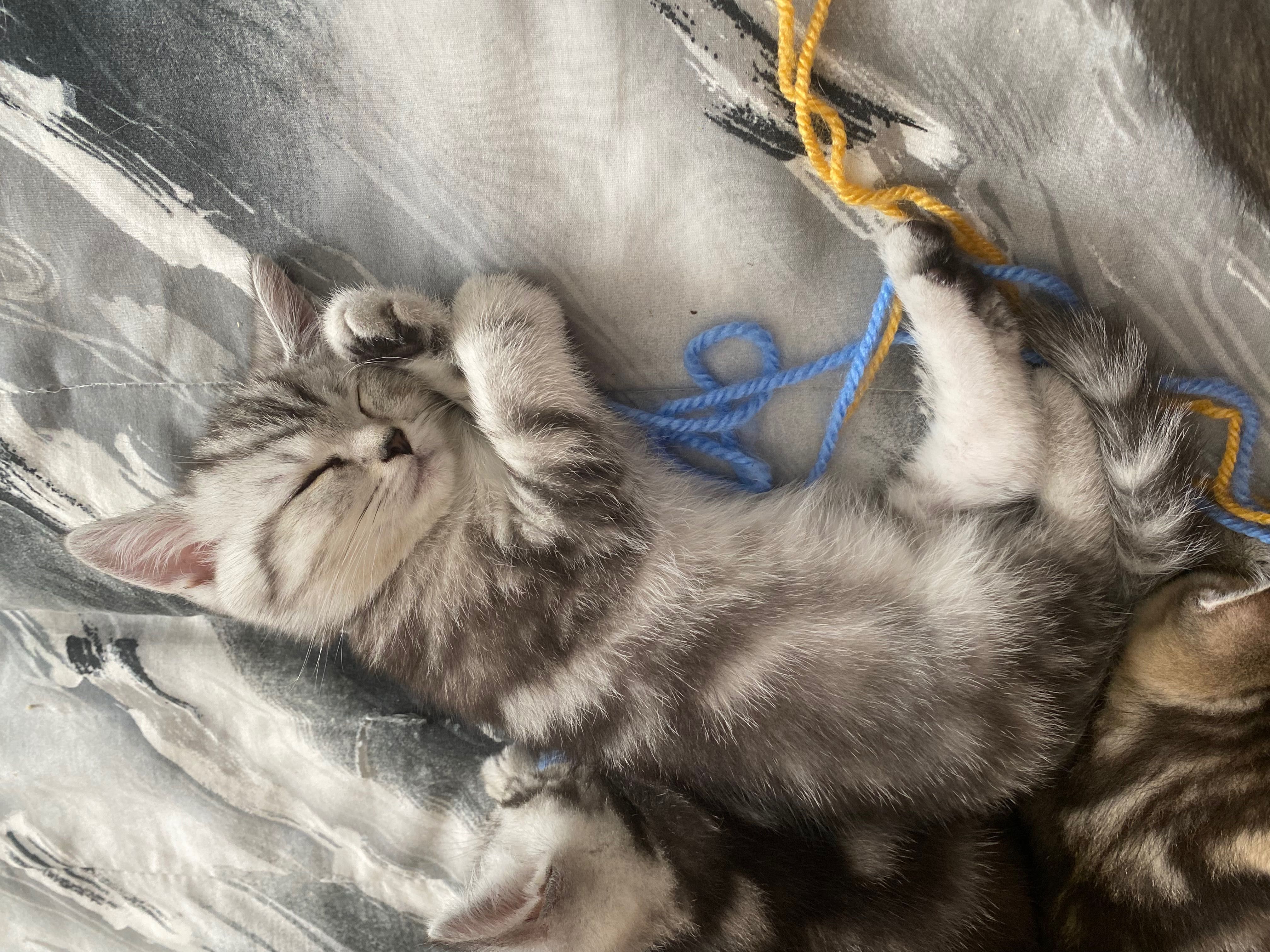 British shorthair kitten