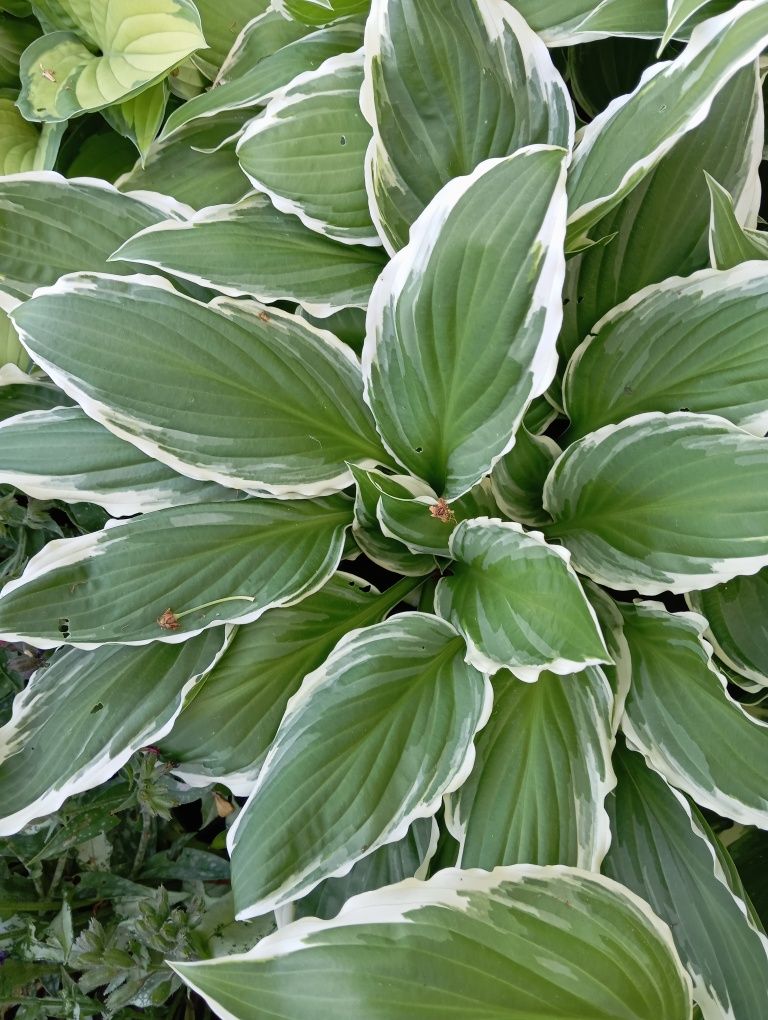 Funkia Hosta zielona z białą obwódką