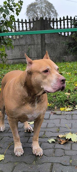 Spokojna, łagodna Baryłka do adopcji