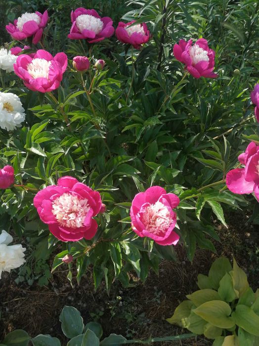 пастель грин гортензия