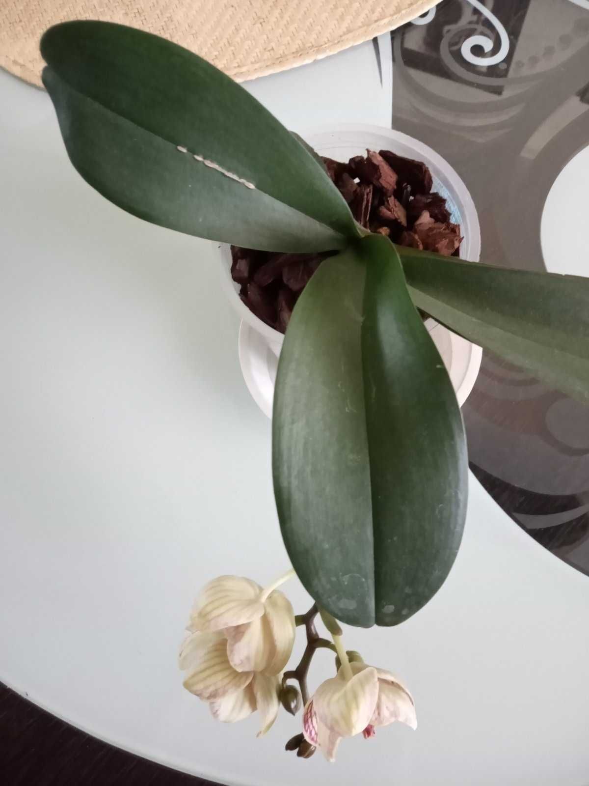 Орхидея Фаленопсис Torino (ракушка). Домашняя коллекция.