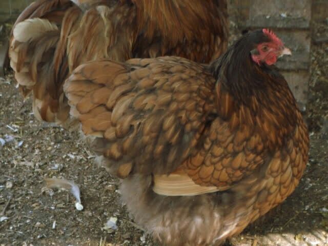 Інкубаційне яйце Орпінгтон - золото, шоколад, оранжеве-срібло.