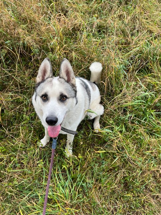 Burton Mieszaniec Rasy Husky