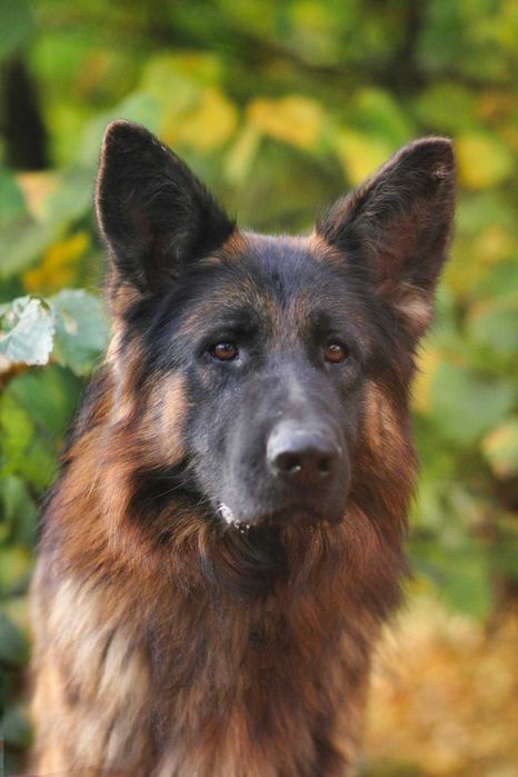 Owczarek niemiecki,piękny, młody, zdrowy, kochany do ludzi, szuka domu