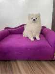 Szpic Pomeranian Suczka gotowa do odbioru