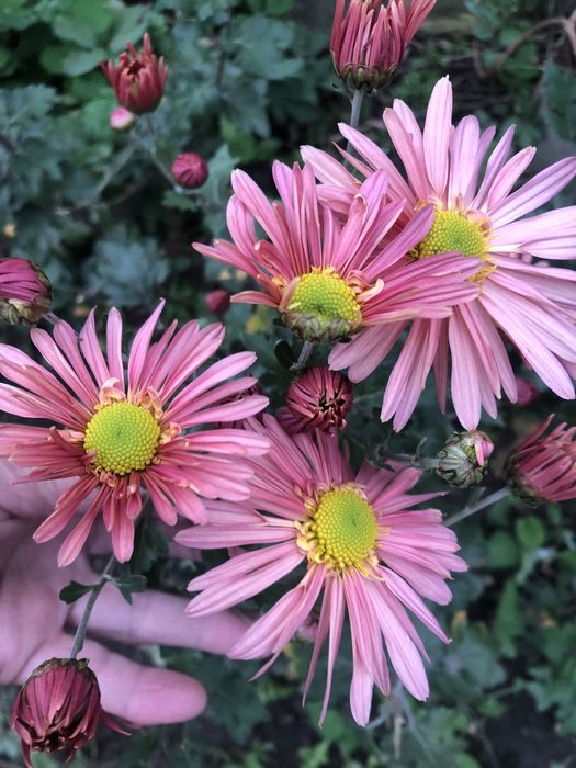 Хризантема. Коралового кольору.