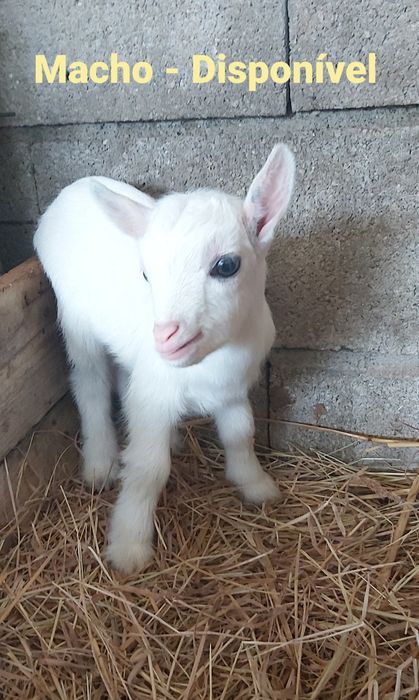 Cabras Micro Anãs - Mini Cabras (30 a 45cm) - Disponíveis