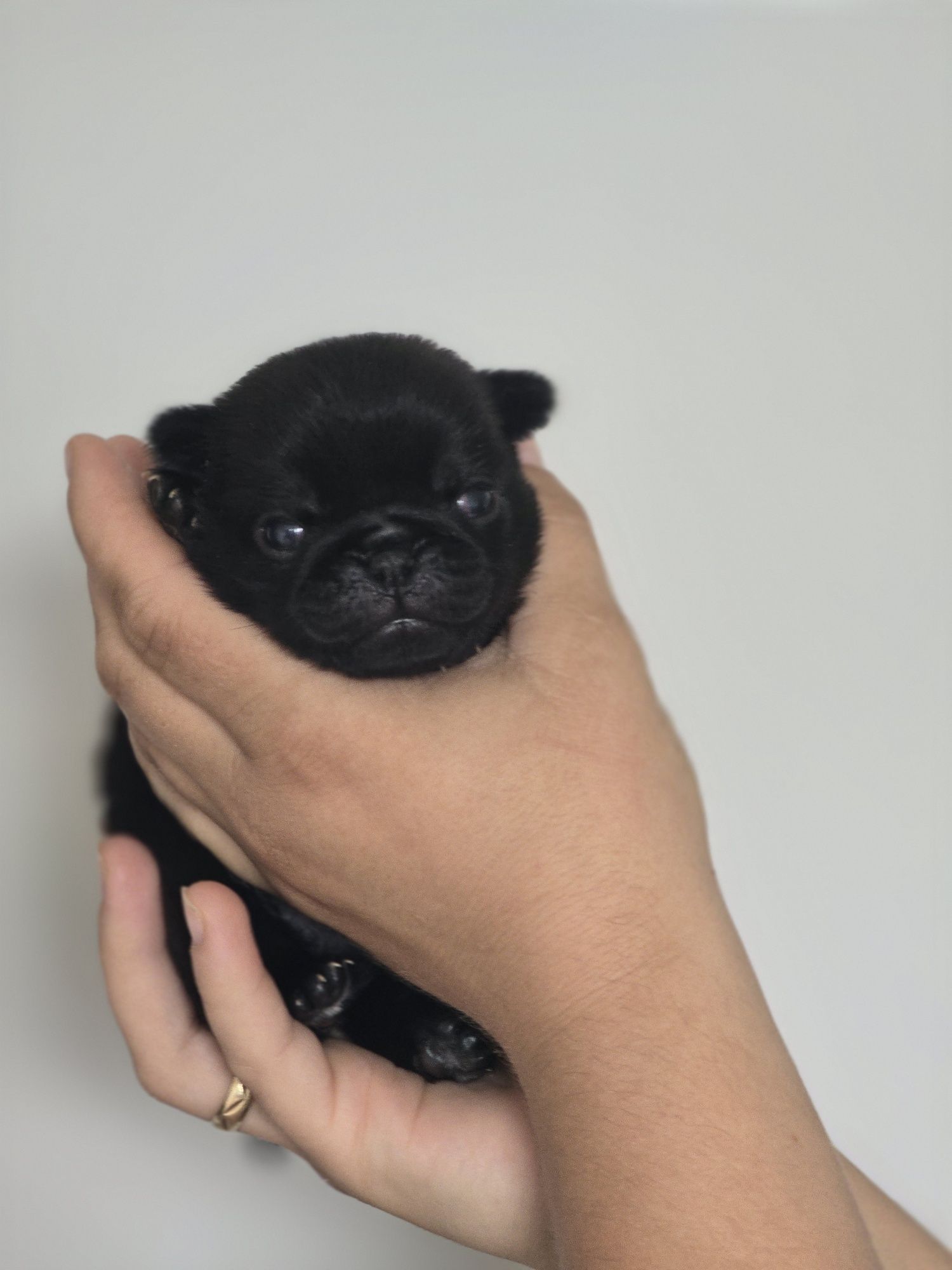 Mops ZKwP chłopak