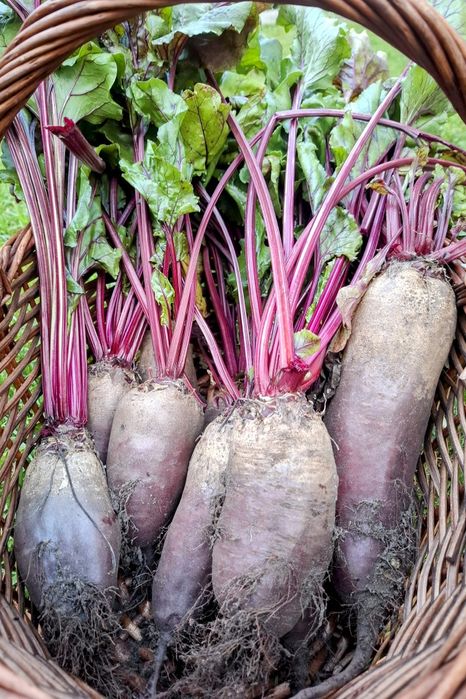 Burak ćwikłowy opolski