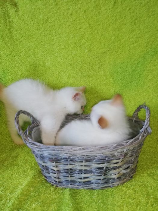 Kot kocięta koty brytyjski Gotowy do odbioru