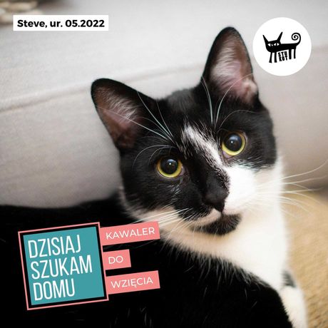 STEVE - uroczy kotek do adopcji