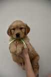 Szczeniak Golden Retriever Linia Amerkyianska